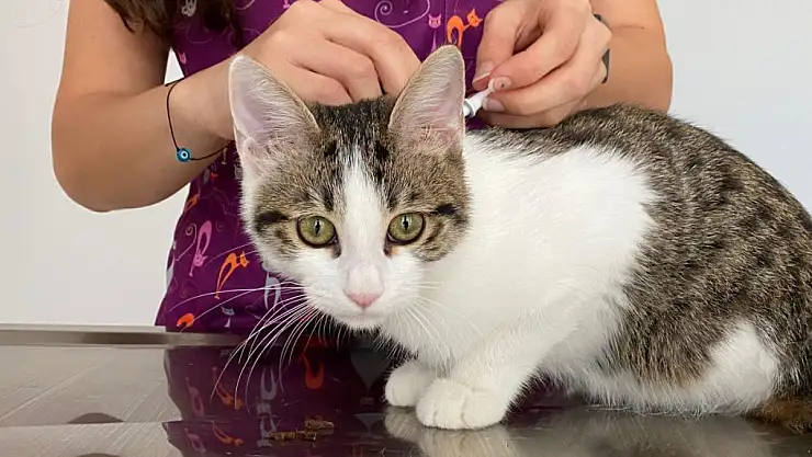 Evcil hayvan besliyorsanız bunlara dikkat edin!