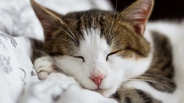 Evcil kedilerin insan sağlığına faydaları