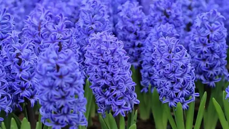 Evde koku patlaması yapan 6 bitki. Huzur ve münzevilik yayıyorlar… Hassasiyeti olanları tıkamıyor!