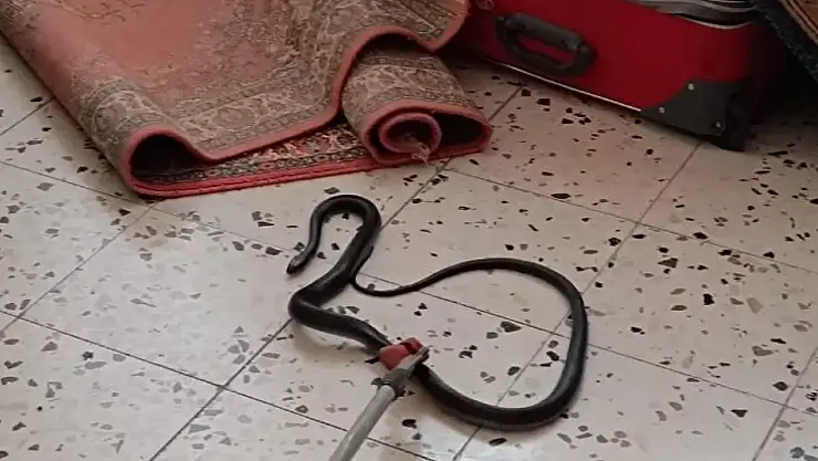 Eve giren yılan itfaiye ekiplerince yakalandı!