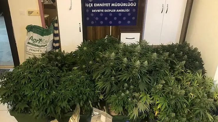 Eve uyuşturucu serası kurdu, yakalandı