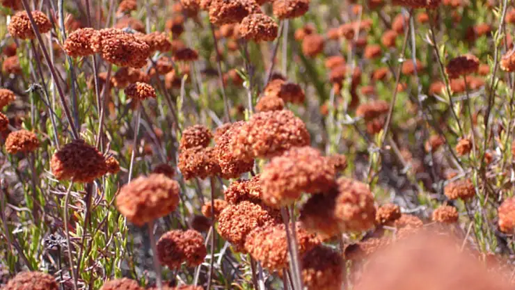 Faydası saymakla bitmiyor. Salata, çorba ve pilav olarak tüketilebiliyor…