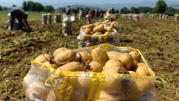 Fiyatı nedeniyle harekete geçmişlerdi... Sivaslı üretici patates hasadında 450 bin rakamını gördü