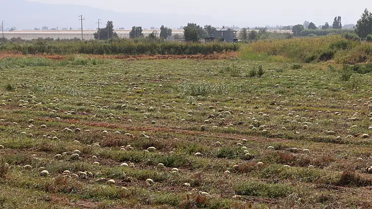 Fiyatlar düştü, karpuzlar tarlada kaldı!