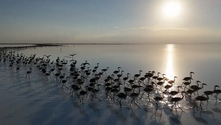 Flamingo cenneti alarm veriyor: Bu sefer pembe misafirleri gelmedi