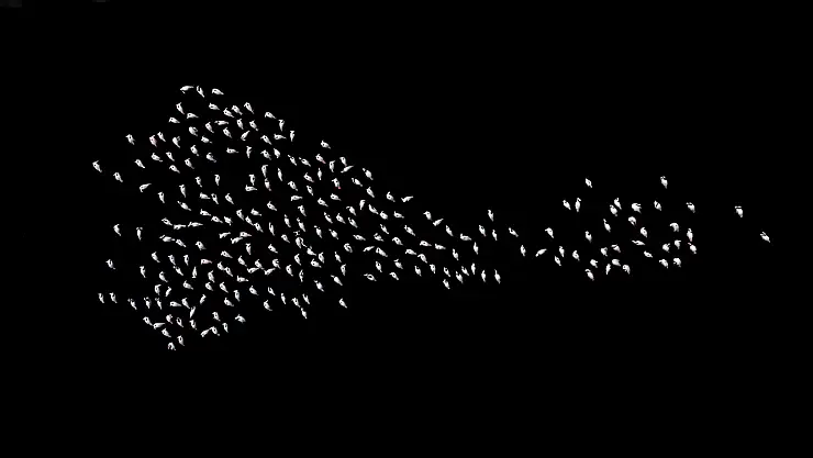 Flamingolardan büyüleyici görsel şölen