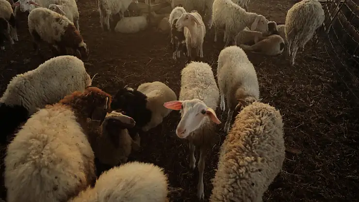 Gazze'de kurbanlık hayvan krizi