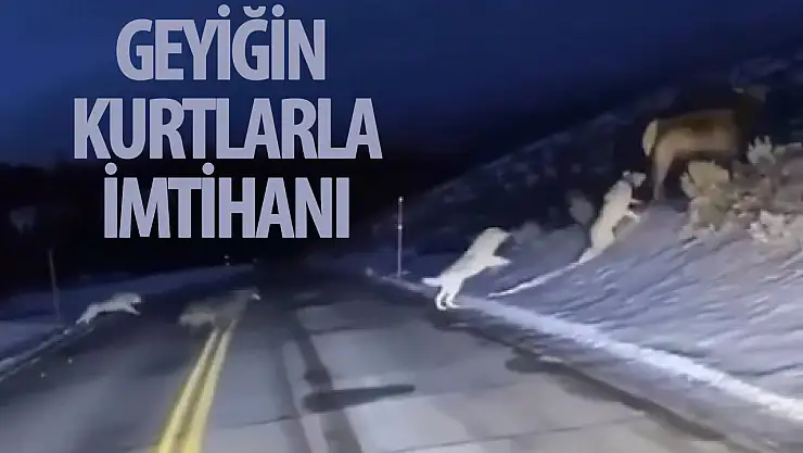 Geyiğin, kurtlarla imtihanı kameralara yansıdı!