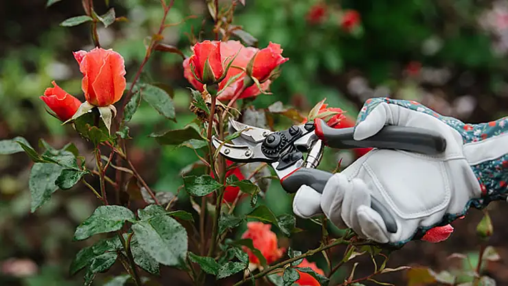 Gül nasıl budanır? Çok daha iyi çıkmasını sağlıyor! Gül budarken pek bilinmeyen incelikleri