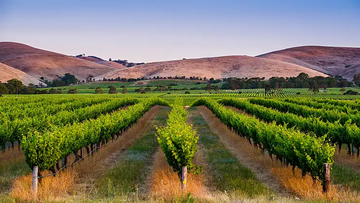Güney Avustralya'nın Gizli Cenneti: Barossa Vadisi