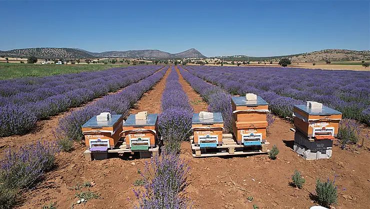 Güneysınır'da lavanta hasadı yapıldı