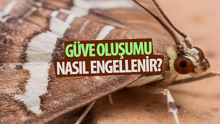 Güve oluşumu nasıl engellenir? Dolapların arasındaki güveler nasıl temizlenir? İşte tek damlası ile tek bir güve bile bırakmayan o malzeme!