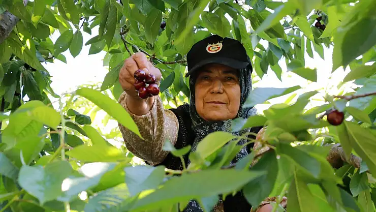 Hadim'de kiraz üreticileri üzgün: Yüzde 90 oranında azalma var!