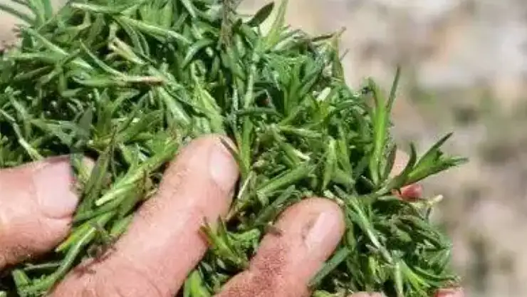 Hafızayı kanatlandıran karışım. 1 tatlı kaşığı beyne anında etki ediyor…