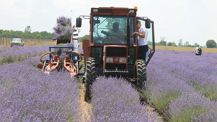Hasadı başlayan lavanta yağının kilosu bin 300 liradan satılıyor