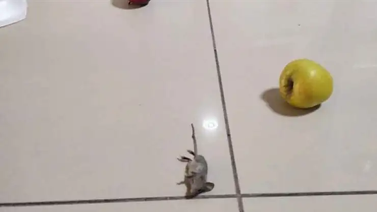 Hasta odasında fare paniği!