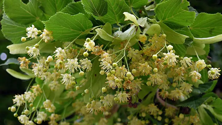 Hastalanmak bile lüks oldu! Kilosu 5 bin liradan satılıyor