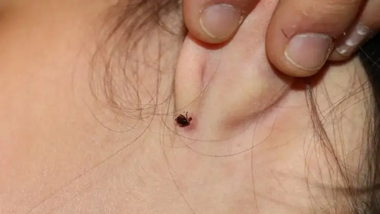 Havaların ısınmasıyla kene tehlikesi başladı