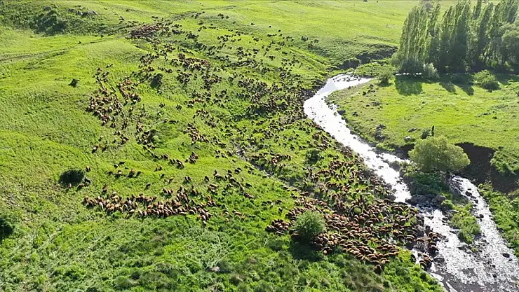 Hayvan yetiştiricileri, destekten memnun!
