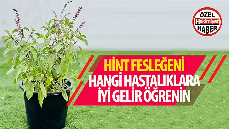 Hint Fesleğeni hangi rahatsızlıklara iyi gelir?