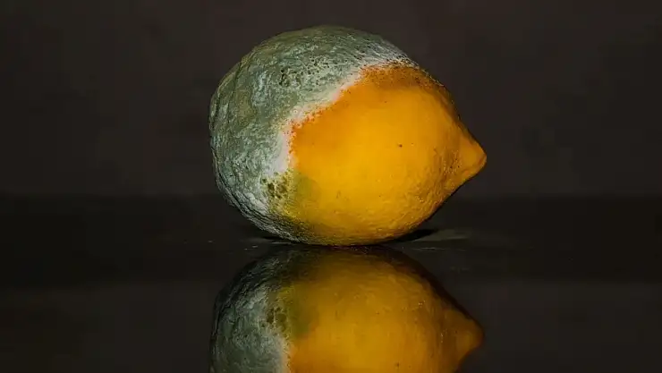 Hızlıca küflenen limonları canlandıran teknik! 2 ay boyunca taptaze kalıyor...