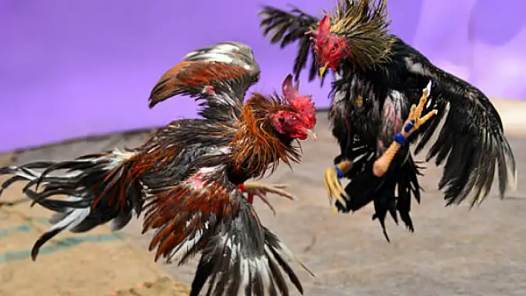 Horoz dövüşüne rekor ceza!