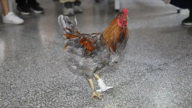 Horoz için geliştirilen protez, öğrencilere ilham kaynağı oldu