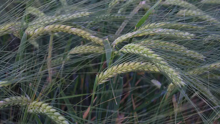 Hububatta don, kuralık ve fare tehlikesi