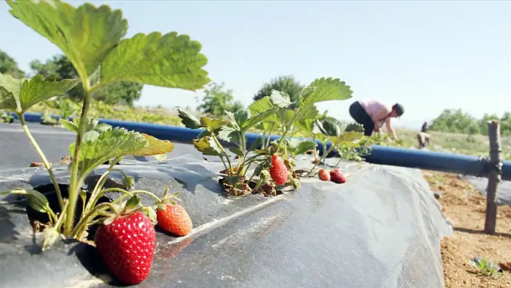 Hüyük çileğinin tarladan sofralara yolculuğu başladı!