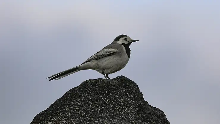 Iğdır 110'dan fazla kuş türüne ev sahipliği yapıyor
