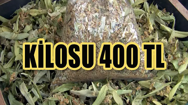 Ihlamur mevsimi geldi...