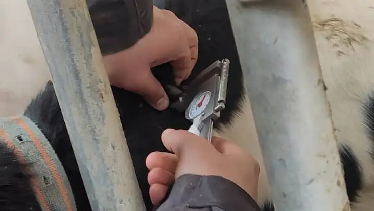 İlçe Tarım ve Orman Müdürlüğü ekipleri hayvan hastalıklarına karşı sahada!