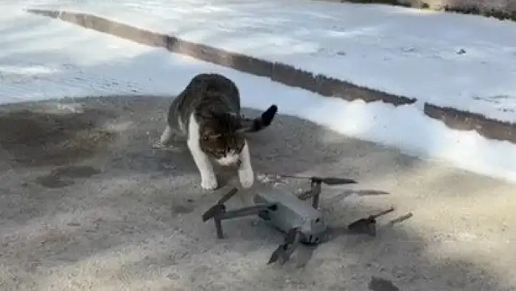 İlk kez dron gören kedinin halleri gülümsetti