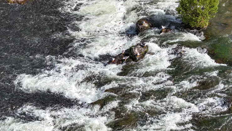 İnci kefalilerin göçü Erciş'te turistleri kendine hayran bırakıyor