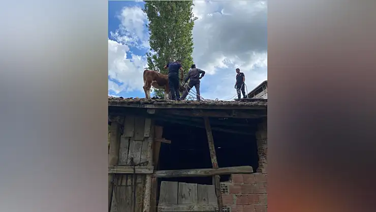 İnek çatıya çıktı...