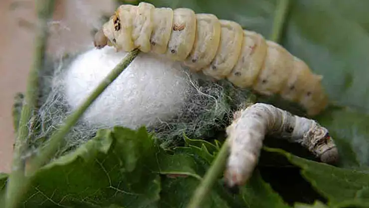 İpek böceklerinin büyüleyici dünyası: Ekonomiden ekolojiye etkileri