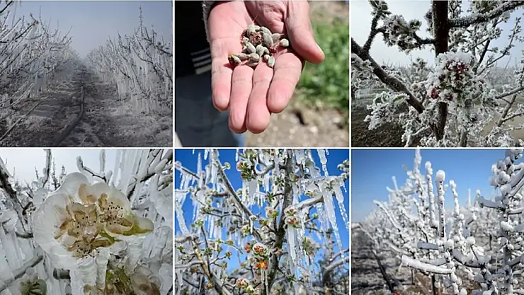 İş Bankası'ndan zirai don olayından etkilenen çiftçilere destek