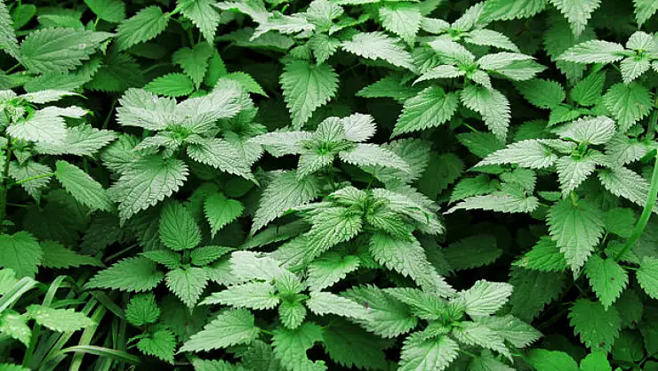 Isırgan otu neye iyi gelir? Isırgan otu ne için kullanılır?