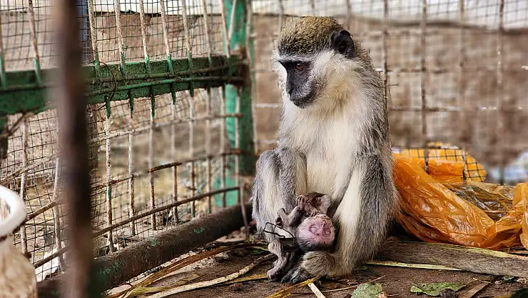 İsrail'in Gazze Şeridi'ne yönelik saldırıları hayvanat bahçesinin tahliyesine yol açtı