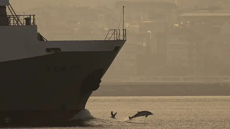 İstanbul Boğazı'nda Sabah Keyfi: Yunuslar Gemilere Eşlik Etti