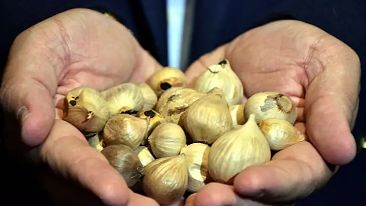 İstanbul'dan döndüğü köyünde 5 ton mahsul bekliyor