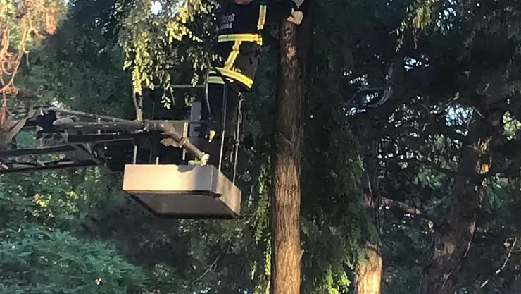 İtfaiyeden kedi kurtarma operasyonu