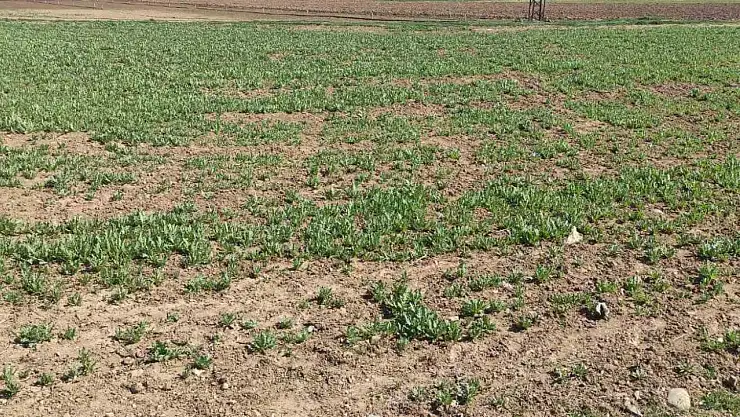 İzinsiz haşhaş eken şahıslar yakalandı