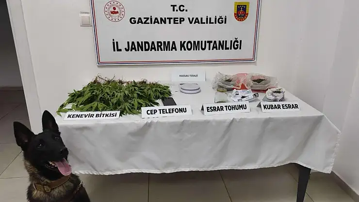 Jandarma zehir tacirlerine göz açtırmıyor!