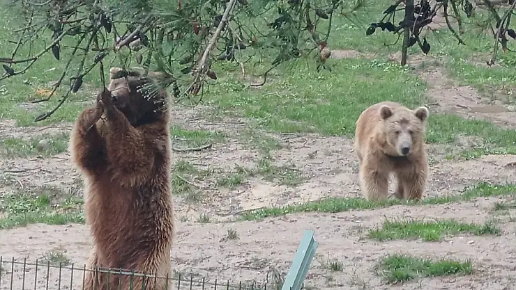 Kaçak ayı yakalandı