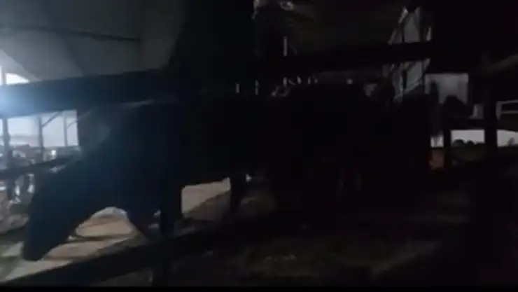 Kaçak hayvan sevkiyatına milyon liralık ceza: Onlarca pasaportsuz yakalandı!