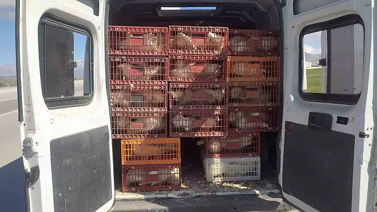 Kaçak tavuk taşımacısına yüksek cezai işlem