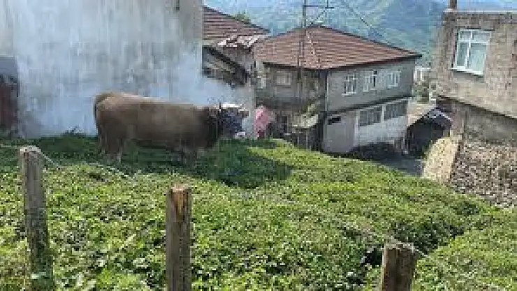 Kaçan kurbanlık zor anlar yaşattı