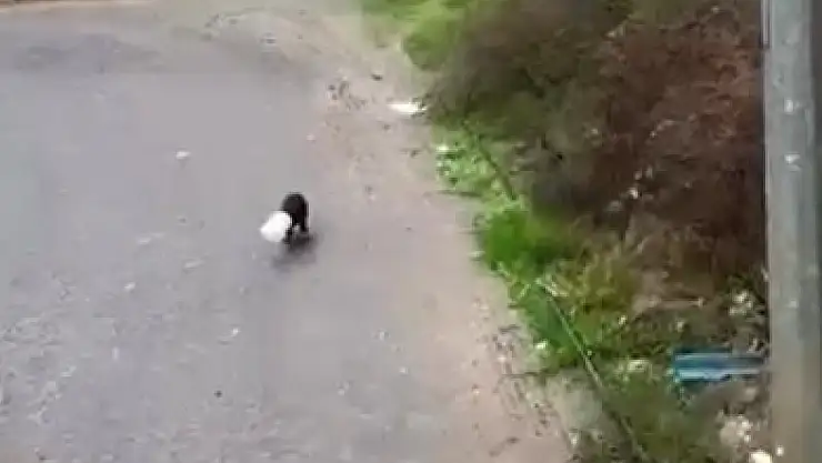 Kafası yoğurt kabına sıkışan yavru köpeğin imdadına kamyon sürücüsü yetişti!