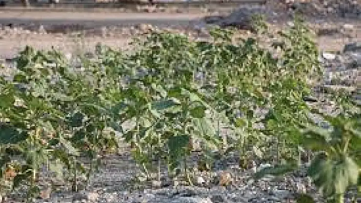 Kahramanmaraş'da akıllara durgunluk veren olay!